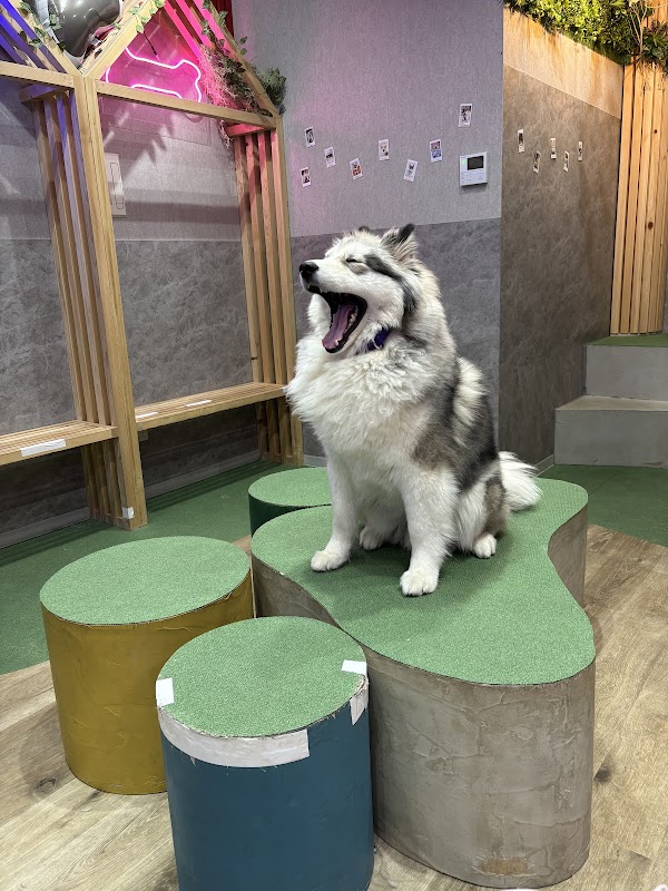 HUSKY CAFE TOKYO 2