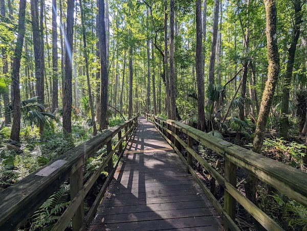 Highlands Hammock State Park 1