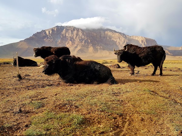 Karakul