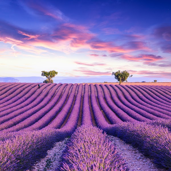 Lavender & Sunflower Field