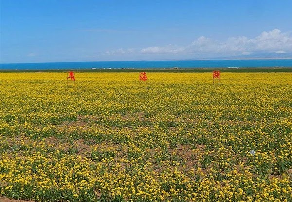 Qinghaihu 5