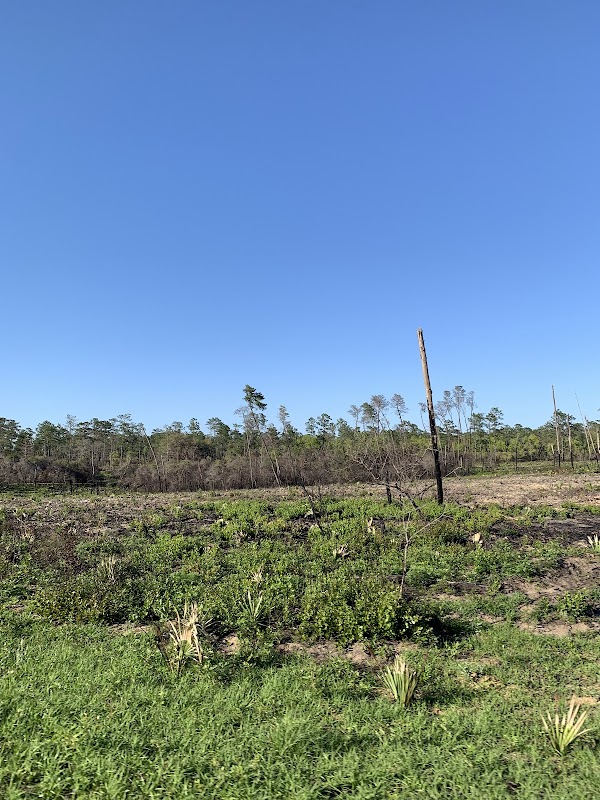 Ocala National Forest