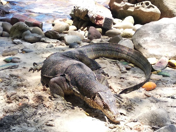 Sapi Island Kota Kinabalu, Sabah Malaysia 2