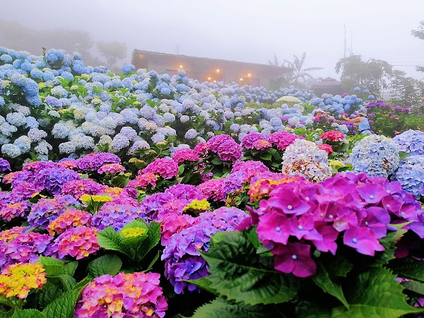 Cao Family Flower Field