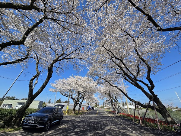 Cherry blossom tunnel