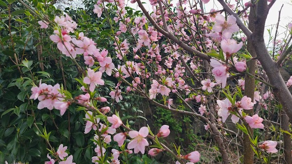 Cherry blossom tunnel 3