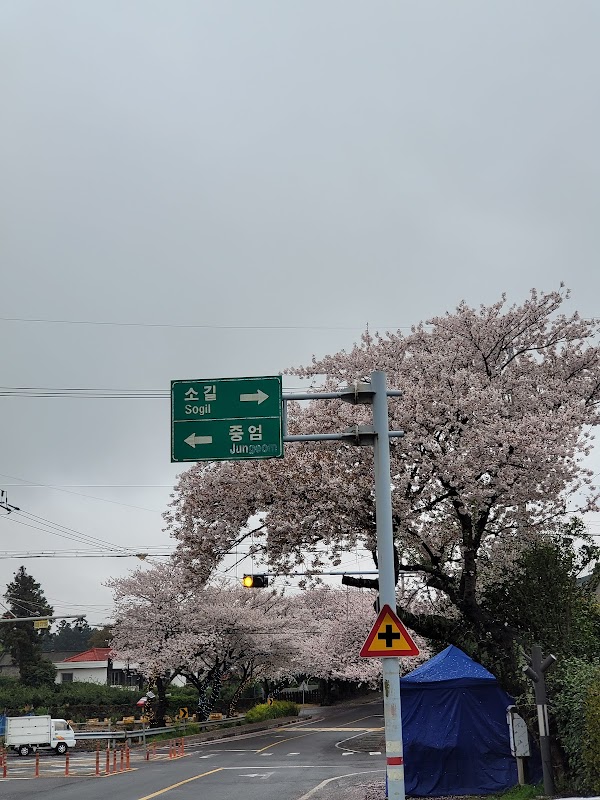 Cherry blossom tunnel 2
