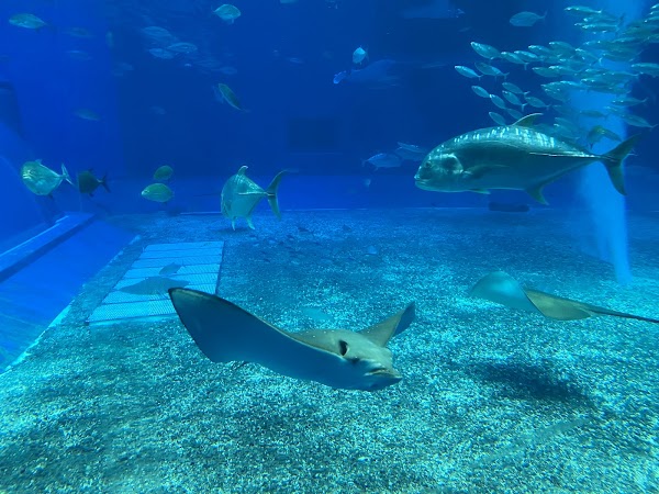Ocean Expo Park 4