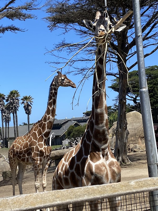 San Francisco Zoo 1