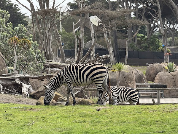 San Francisco Zoo 6