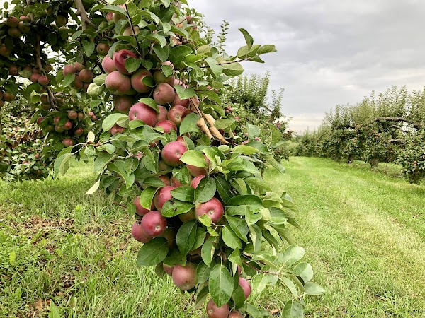 The Big'r Apple Farm