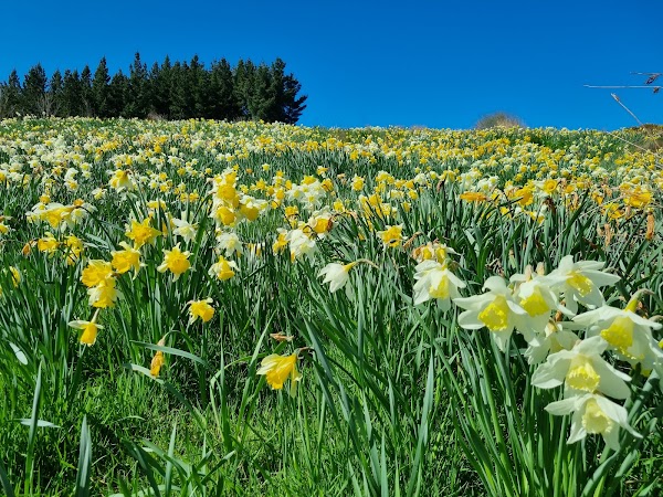Weatherstons Brewery Heritage site and Daffodils