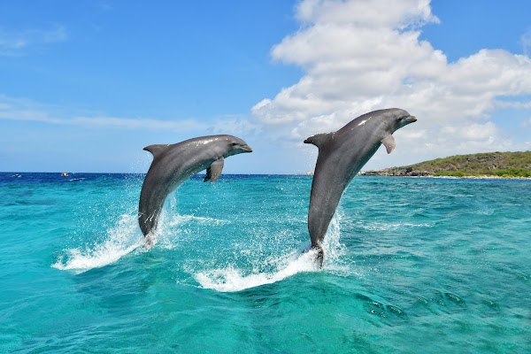 Dolphin Academy Curacao 1