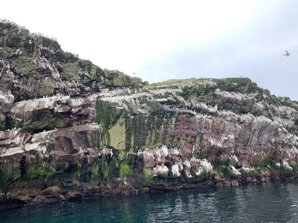 Witless Bay Islands Park Reserve 3