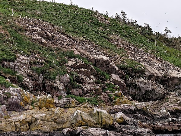 Witless Bay Islands Park Reserve 2