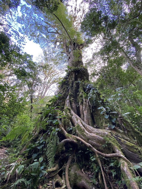 Parque Nacional Volcán Barú 3
