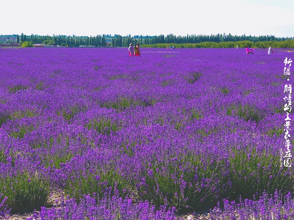 Jieyou Princess Lavender Park