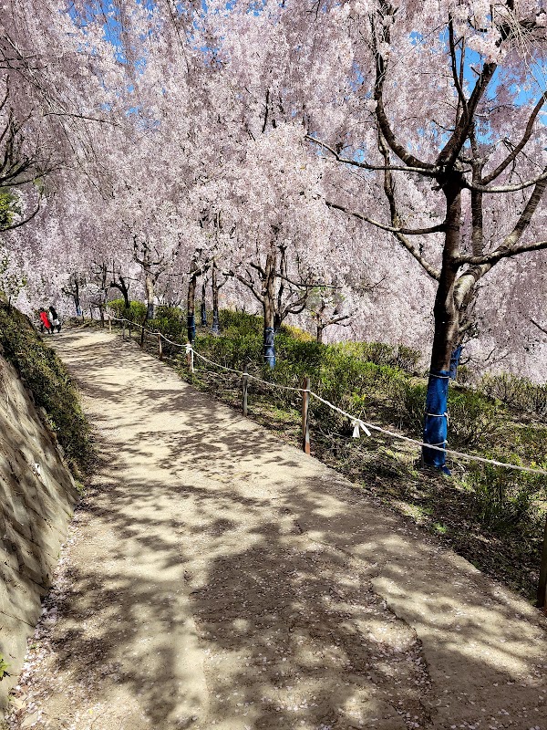 Yūkanosato Sakura Park