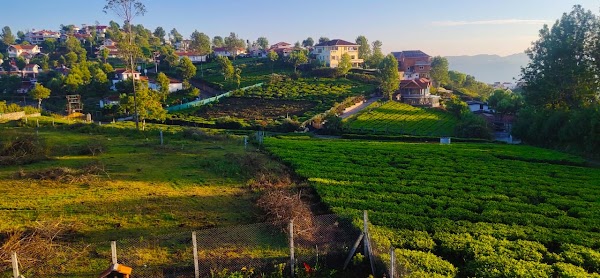 Ooty 1