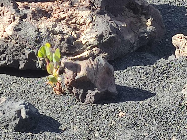 Caldera de Los Cuervos 3