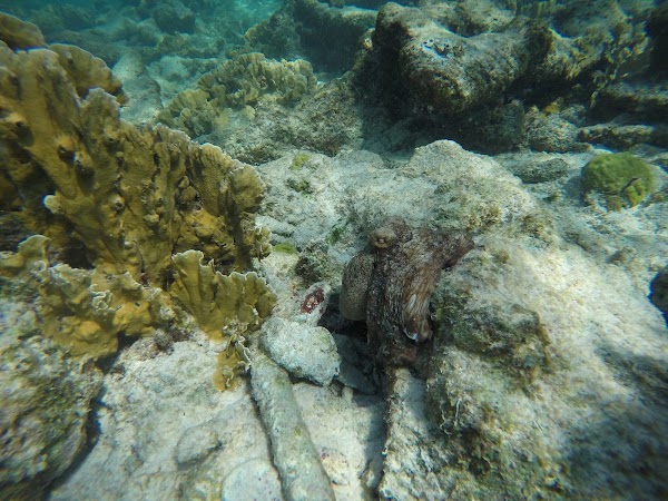 Andrea II Dive Site (22) 4