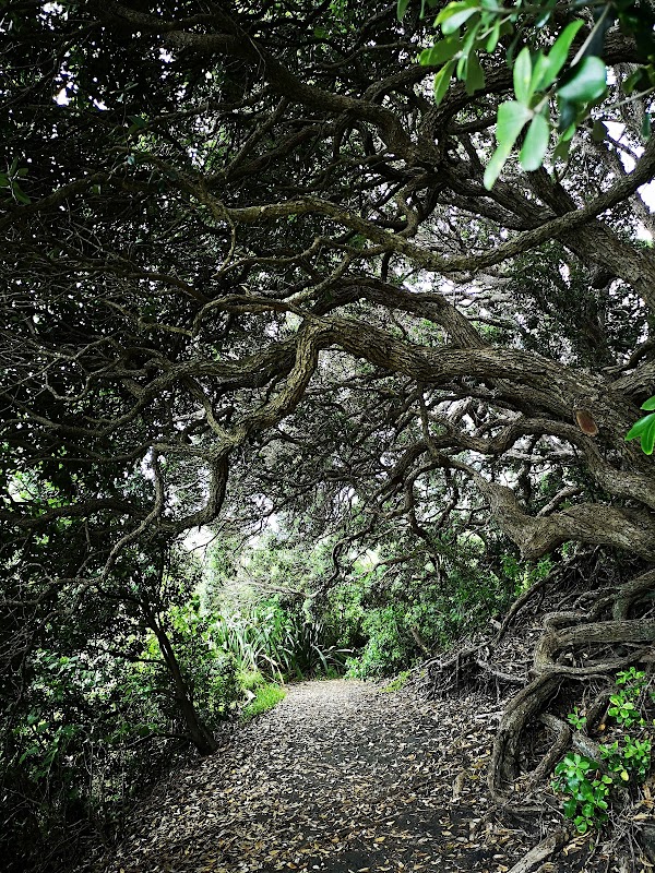 Marawhara Track 1