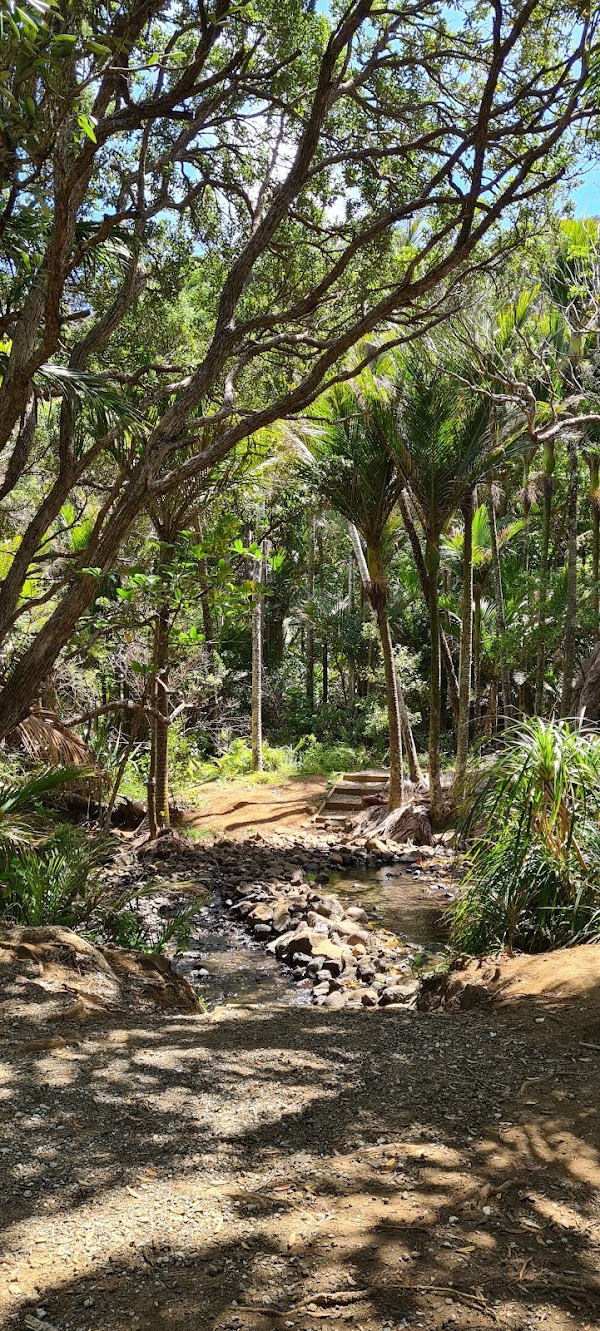 Marawhara Track 4