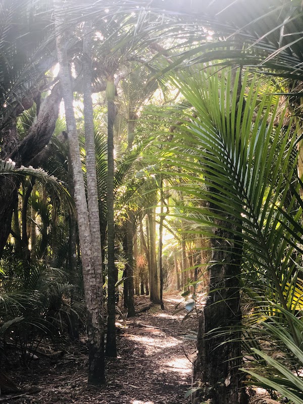 Marawhara Track 3