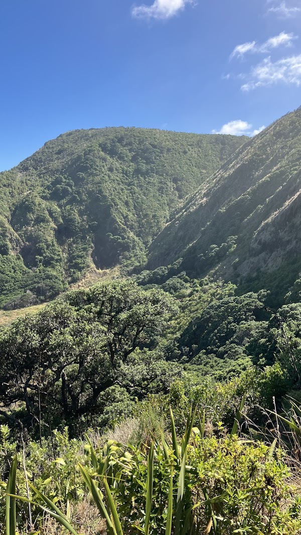 Marawhara Track 2
