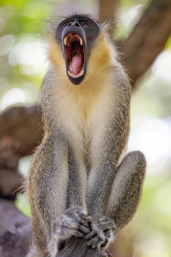 Bijilo Monkey Park