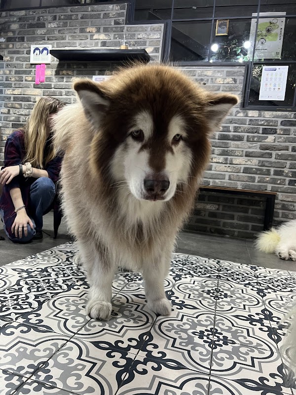 Samoyed Cafe 'Winters Village' 3