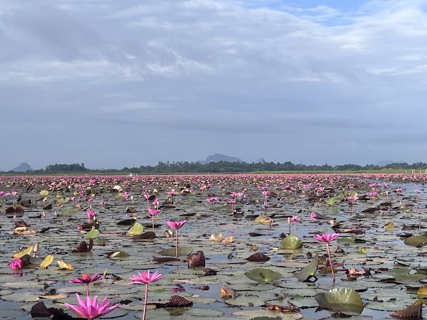 Thale Noi Bird Watching Park