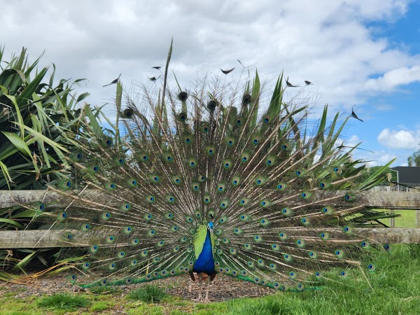 Ambury Regional Park 3