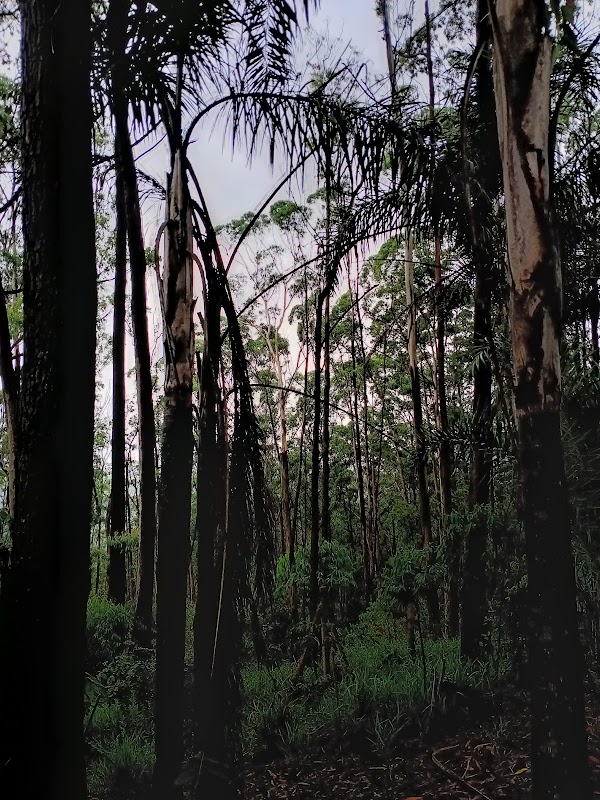 Serra da Cantareira 3