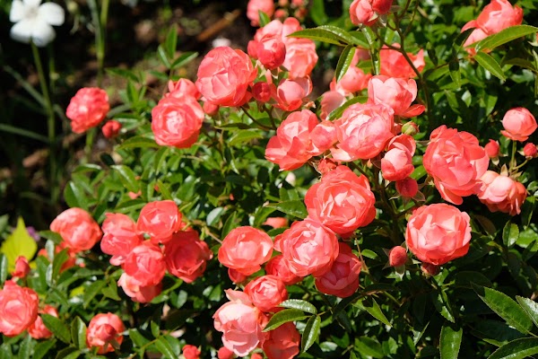 Future Rose Garden