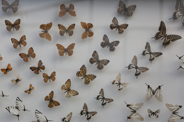 Nine Forest Ewhawon 3