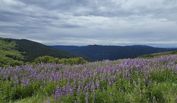 Bald Hills 1