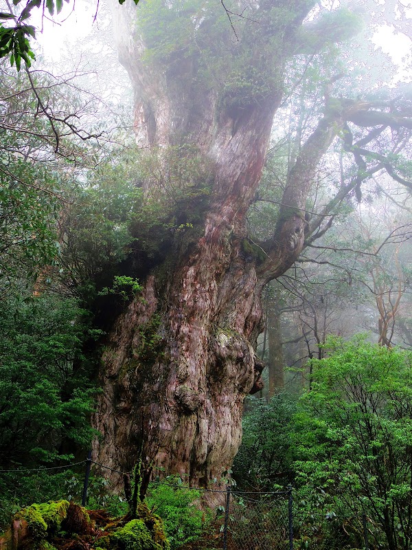 Jōmon Sugi 1