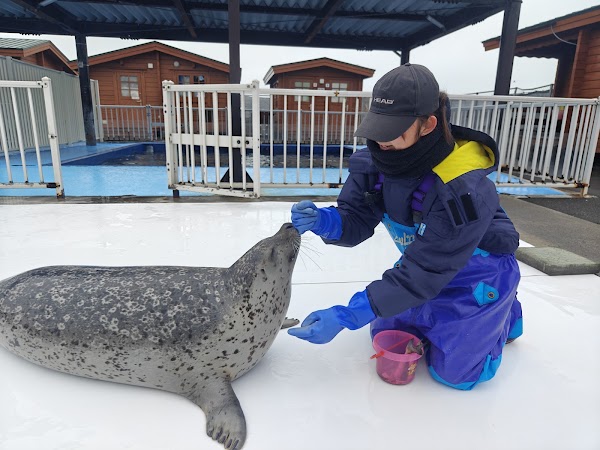 Seal Sea Paradise 1