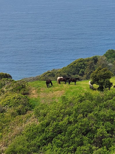 Pfeiffer Big Sur State Park 1