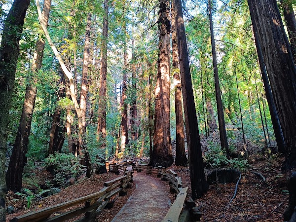 Pfeiffer Big Sur State Park 3
