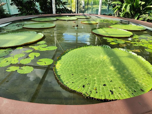 Adelaide Botanic Garden 3