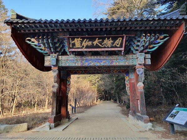 Woljeongsa Needle Fir Forest 1