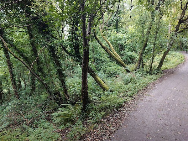 Colin Glen Forest Park