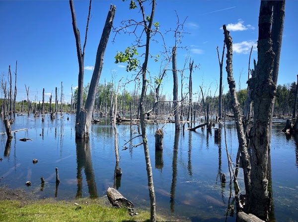 Huron Natural Area 5