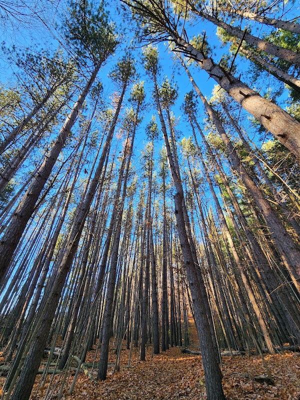 Huron Natural Area 3