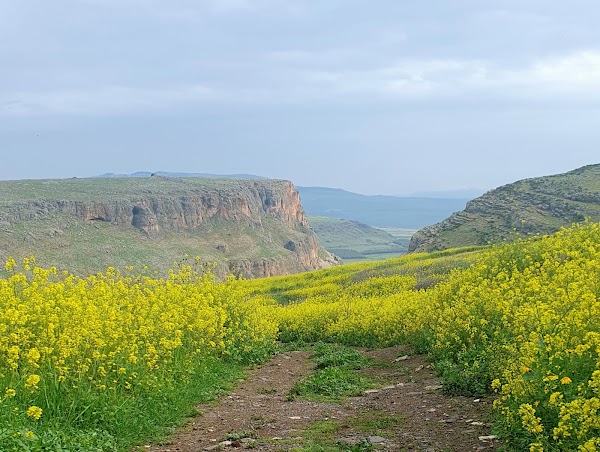 Arbel 5