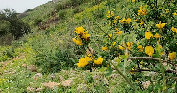 Arbel 3