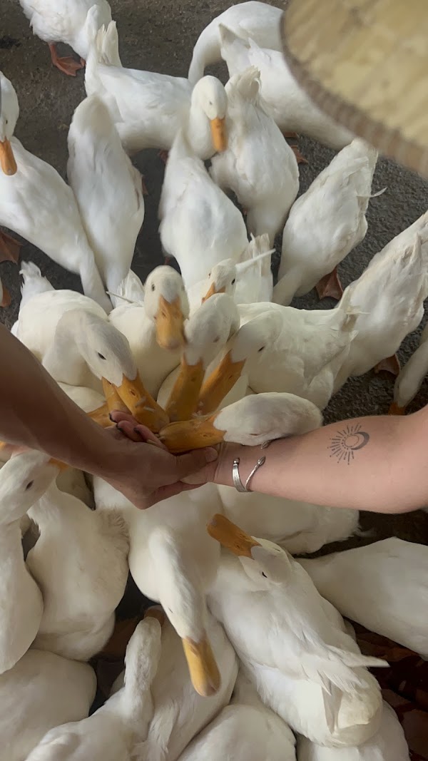 The Duck Stop 3
