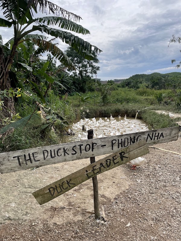 The Duck Stop 2